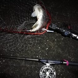 南港へち釣行 (2020/03/15 南港ヘチ釣り キビレチヌ(40cm)ガシラ 釣果有り)