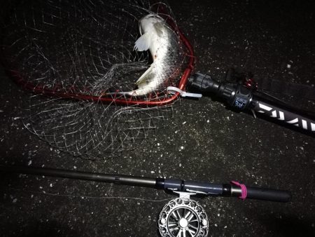 南港へち釣行 (2020/03/15 南港ヘチ釣り キビレチヌ(40cm)ガシラ 釣果有り)