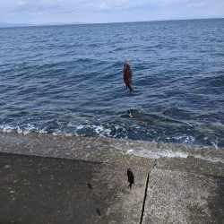 北側外向き　スズメダイの入れ食い