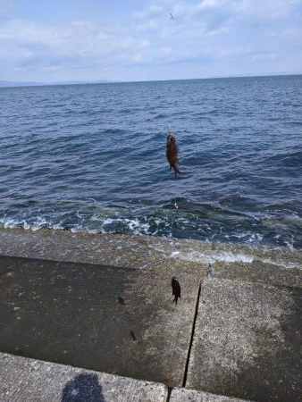 北側外向き　スズメダイの入れ食い