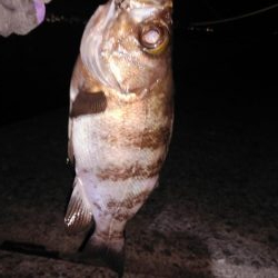 めっちゃ引きます