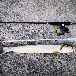 レディフィッシュ釣れました