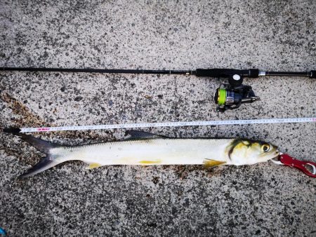 レディフィッシュ釣れました