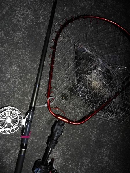 南港へち釣行 （2020/03/20 暴風の南港ヘチ釣り　真チヌ（46cm）