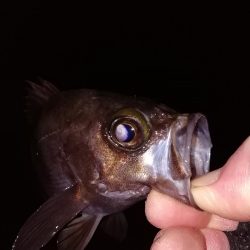 根魚からの中アジ
