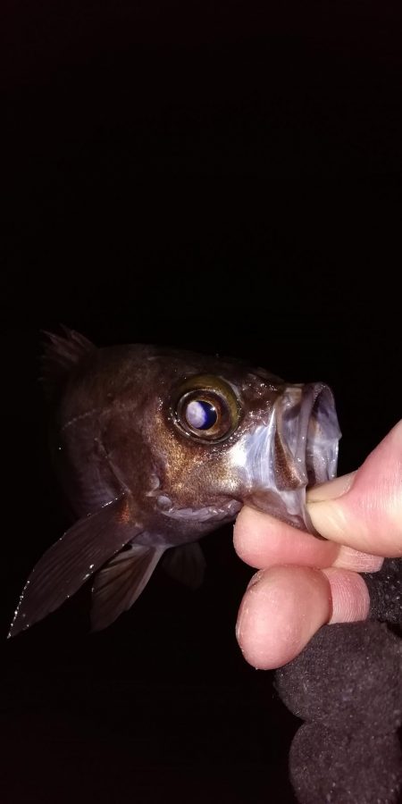 根魚からの中アジ