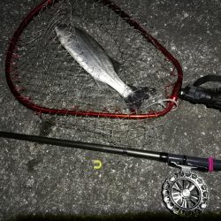 南港へち釣行 （2020/03/21 渋い南港ヘチ釣り　シーバス（37cm）ガシラ 釣果有り）