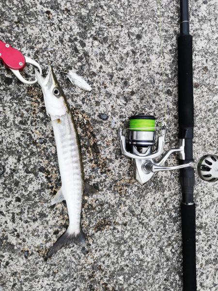 今朝もレディフィッシュ釣れました