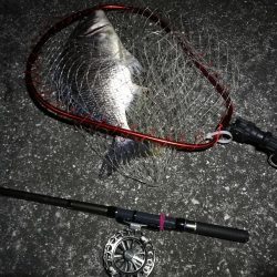 南港へち釣行 (2020/03/22 短時間の南港ヘチ釣り キビレチヌ(35.5cm)シーバス(34cm)釣果有り)