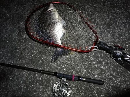 南港へち釣行 (2020/03/22 短時間の南港ヘチ釣り キビレチヌ(35.5cm)シーバス(34cm)釣果有り)