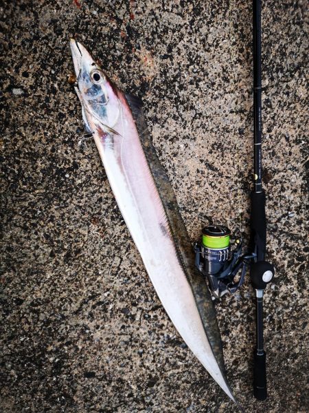 まだ釣れる太刀魚
