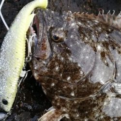 広島の座布団ヒラメ