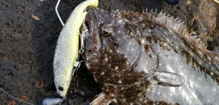 広島の座布団ヒラメ