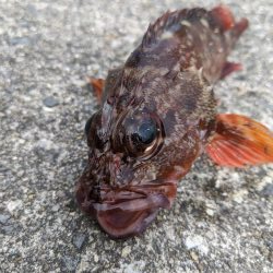 テトラ　穴釣り　