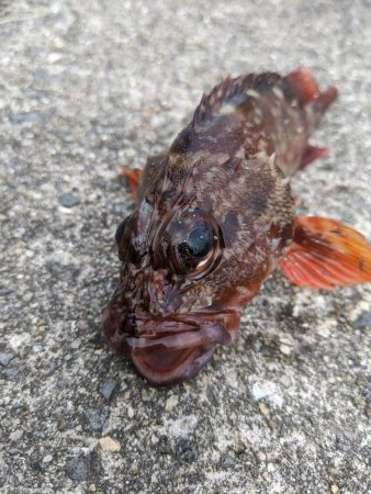 テトラ　穴釣り　