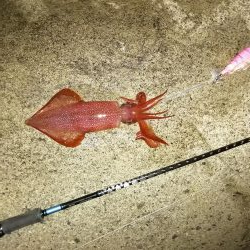 ヤリイカ釣行