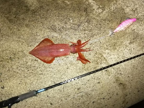 ヤリイカ釣行