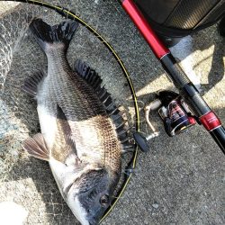 フカセが一番・・面白いです・・チヌ・・