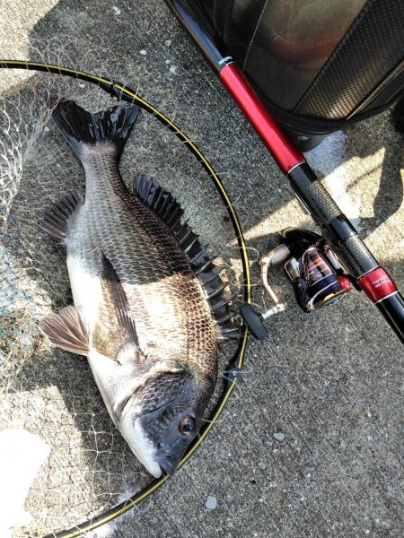 フカセが一番・・面白いです・・チヌ・・