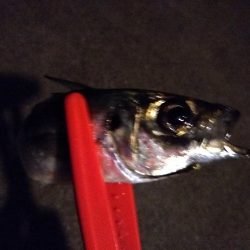 鱒レンジャーでアジング