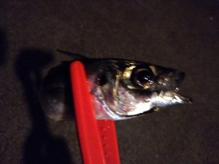 鱒レンジャーでアジング