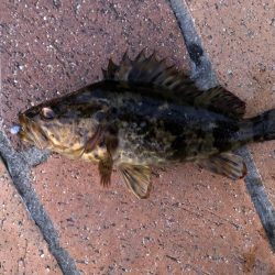 （ほぼ）尺⁉︎ タケノコ自己記録更新！