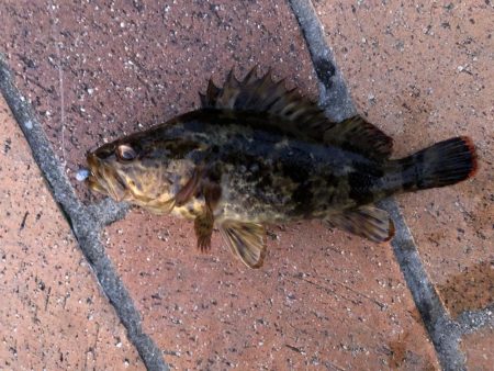 （ほぼ）尺⁉︎ タケノコ自己記録更新！