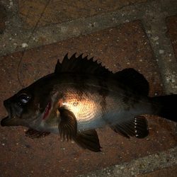 タケノコメバル好調