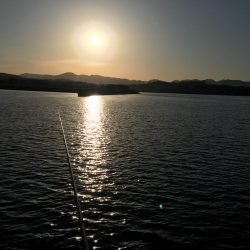 タイ1匹(20㎝)、フグ3匹