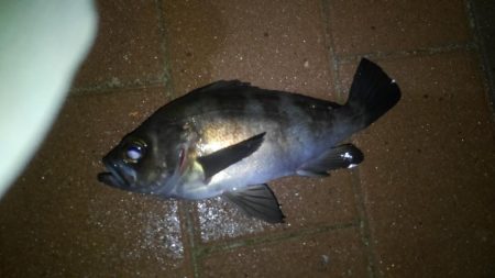 湾奥ロックゲーム!