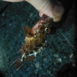 浜名湖　ライトゲーム