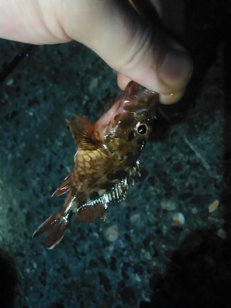 浜名湖　ライトゲーム