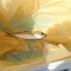 フィッシグパーク新形コロナウイルスによる閉園からの再開!!