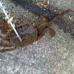 ボウズのがれたぁ