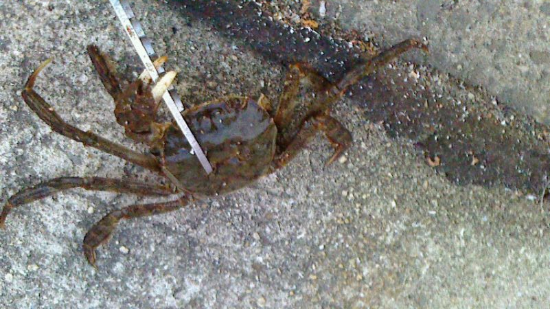 ボウズのがれたぁ