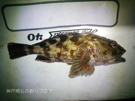 乗っ込みの気配