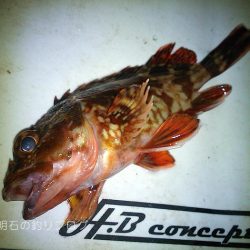 気温も釣果も寒かった