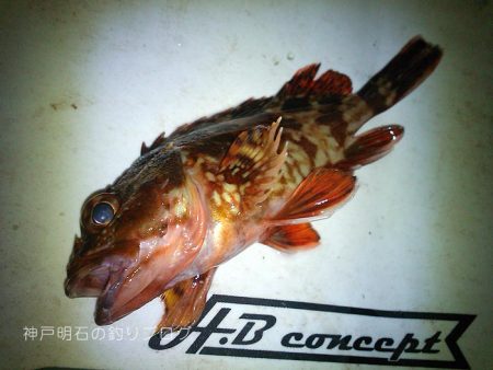 気温も釣果も寒かった