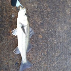 ３月始まりのシーバス