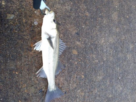 ３月始まりのシーバス