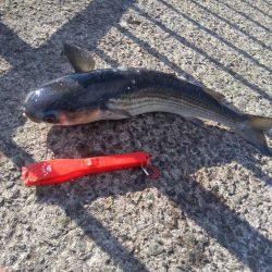 サビキ釣りでまさかの