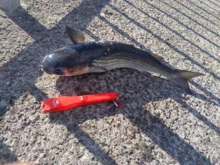 サビキ釣りでまさかの