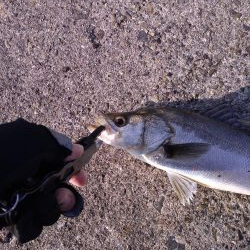 小ぶりのシーバス