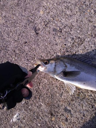 小ぶりのシーバス