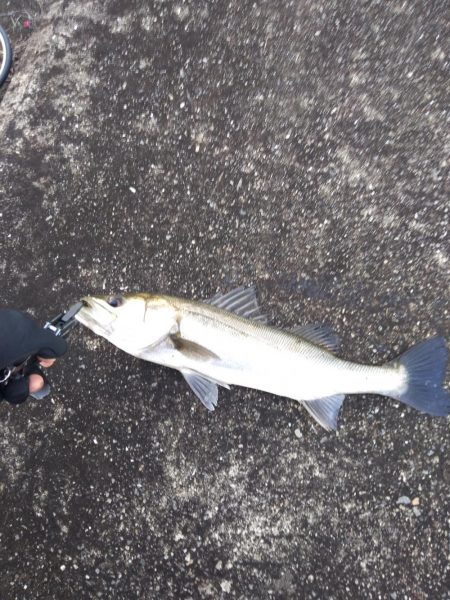 神戸湾奥シーバス