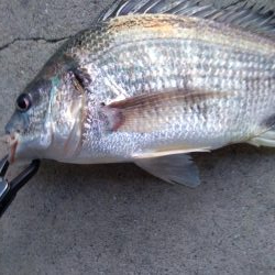 朝練 ルアーでキビレ