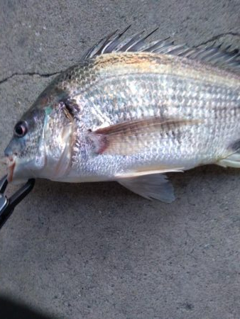 朝練 ルアーでキビレ