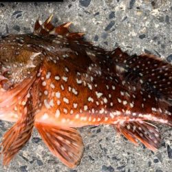 ショアジギでまさかの･･･！！石鯛！！