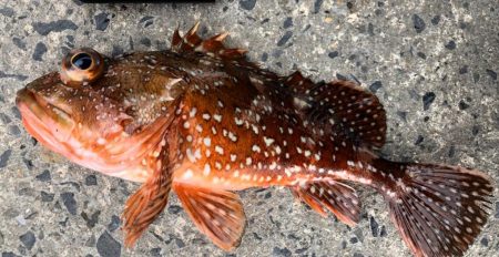 ショアジギでまさかの･･･！！石鯛！！