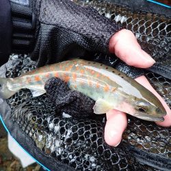 揖保川アマゴ解禁！